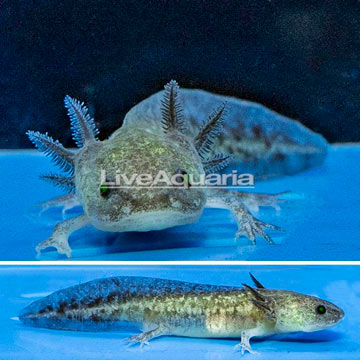 Melanistic Axolotl, GFP 