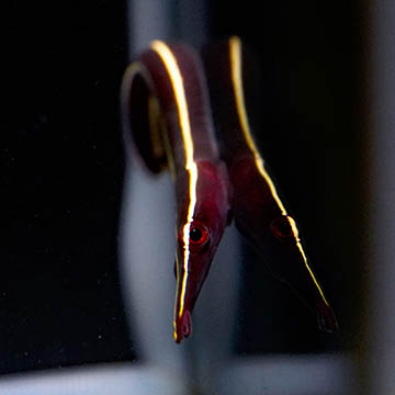 Yellow Striped Clingfish, 1.5