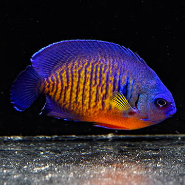 Coral Beauty Angelfish, 3