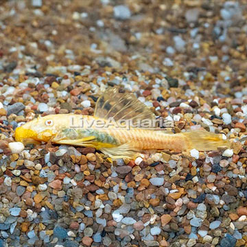 Albino Bristlenose Plecostomus