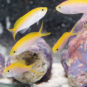 Bartlett's Fairy Anthias, 2.5 Group of 5