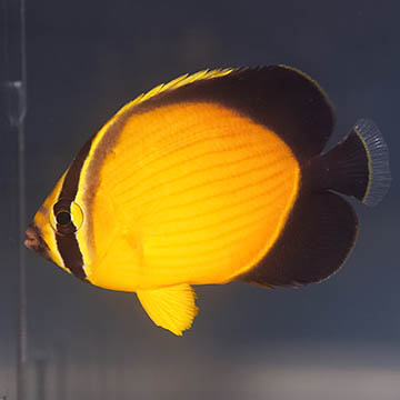 Arabian Butterflyfish, 2 EXPERT ONLY