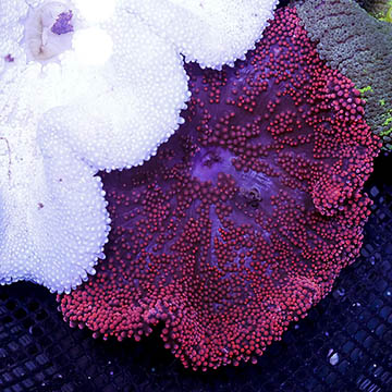 Haddon's Carpet Anemone, Red