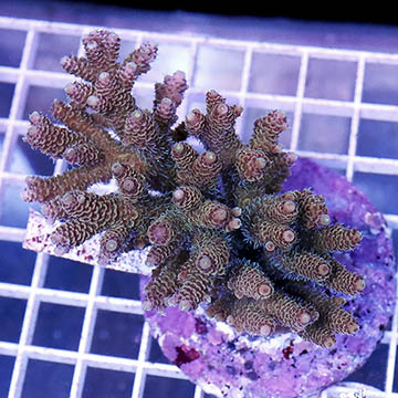 Acropora Coral Indonesia