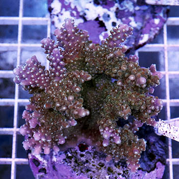 Acropora Coral Indonesia