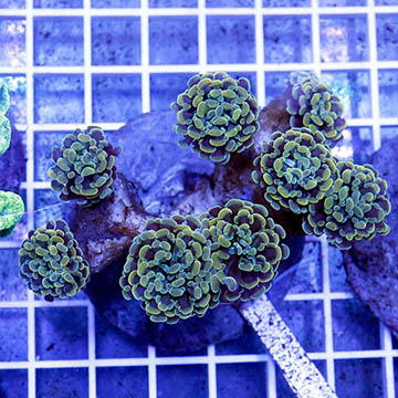 Branching Hammer Coral Indonesia