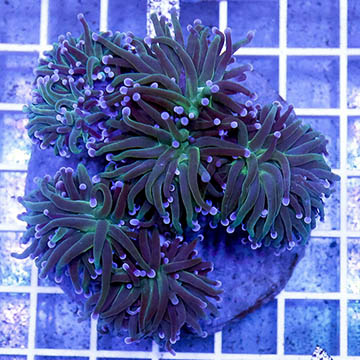 Torch Coral Indonesia