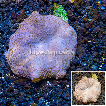 Toadstool Leather Coral Vietnam