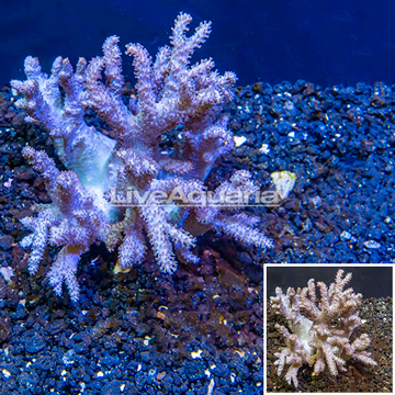 Sinularia Leather Coral Vietnam