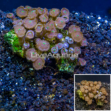 Zoanthus Coral Vietnam