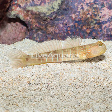 Lagoon Shrimp Goby