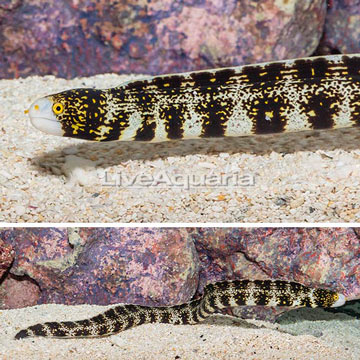 Snowflake Eel 