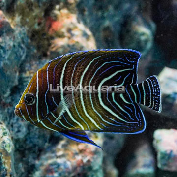 Koran Angelfish