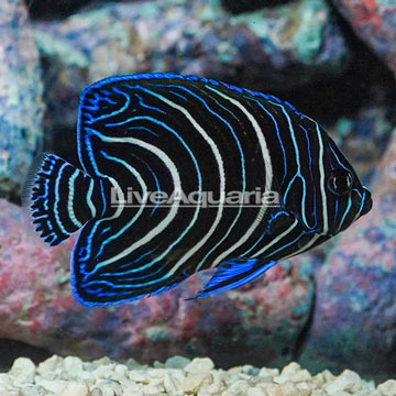 Koran Angelfish