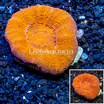 Scolymia Coral Australia