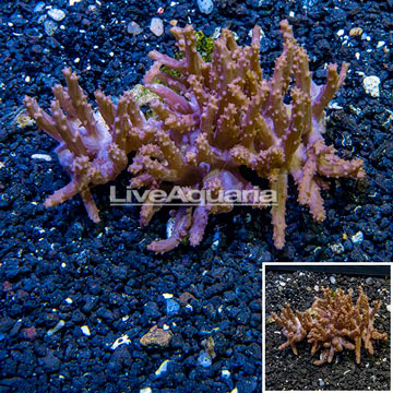 Tree Coral Indonesia