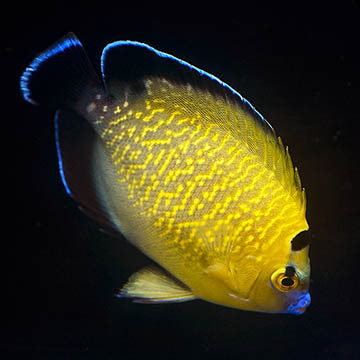 Goldflake Angelfish, 3