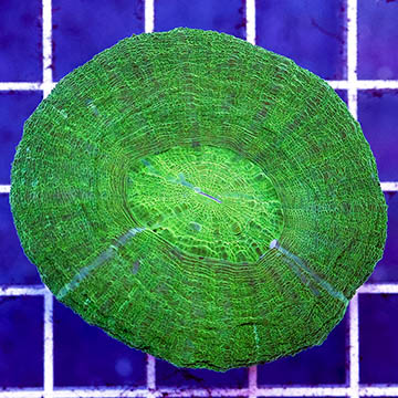 Scolymia Coral Australia