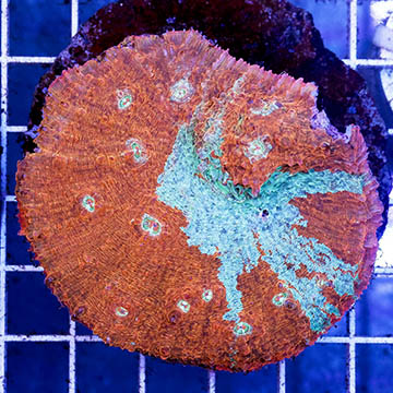 Chalice Coral Indonesia