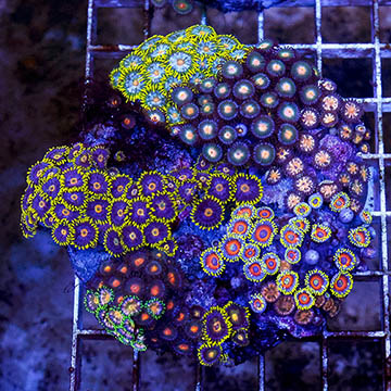 Zoanthus Coral Combo Rock