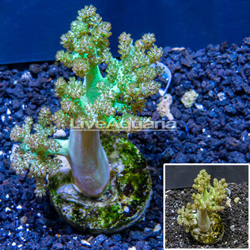  Pineapple Tree Coral Indonesia