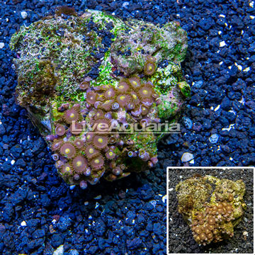 Zoanthus Coral Indonesia