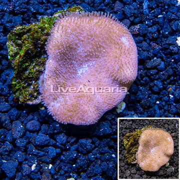 Toadstool Leather Coral Vietnam