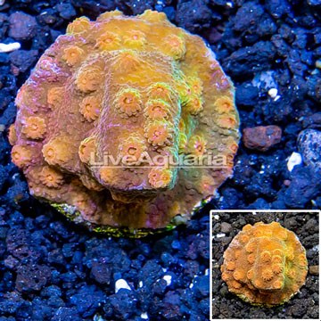 LiveAquaria® Cultured Cyphastrea Frag