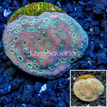 LiveAquaria® Cultured Pavona Coral