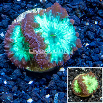 LiveAquaria® Cultured Blastomussa Coral