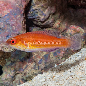 Longfin Fairy Wrasse