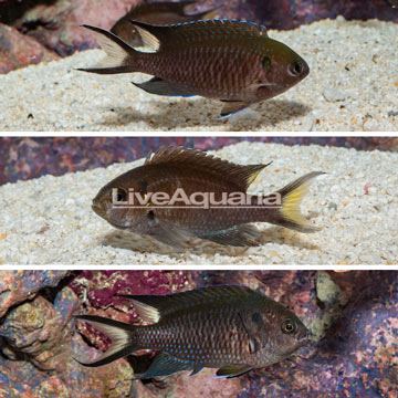 Regal Damselfish, Trio