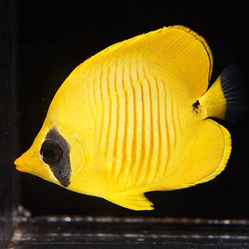 Golden Semilarvatus Butterflyfish, 2.5