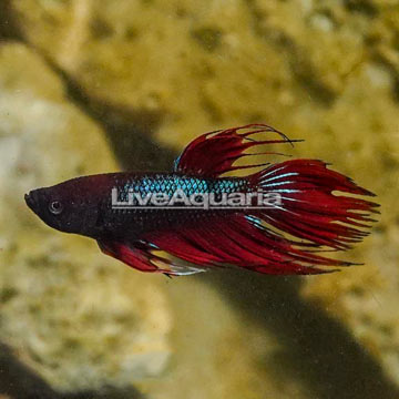 Crowntail Betta