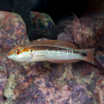 Rainbow Wrasse