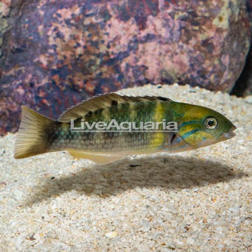 Goldbar Wrasse 