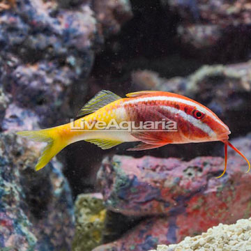 Bicolor Goatfish