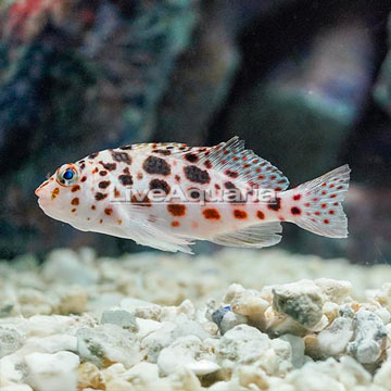 Spotted Pixie Hawkfish