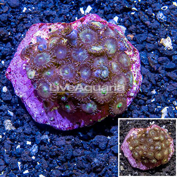 Zoanthus Coral Indonesia