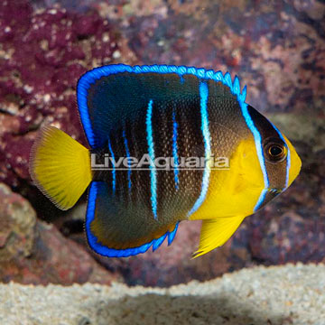 Caribbean Blue Angelfish