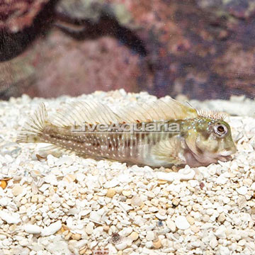 Molly Miller Blenny