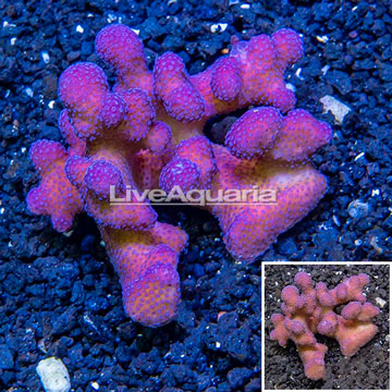 Pink Stylophora Coral Tonga