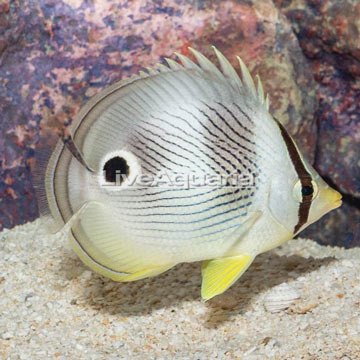 Four Eyed Butterflyfish