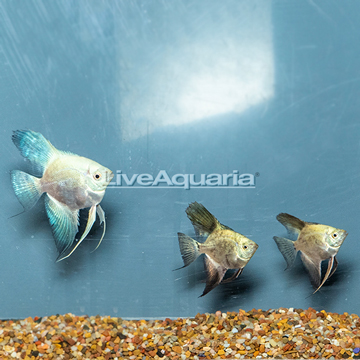 Bulgarian Green Angelfish, Trio