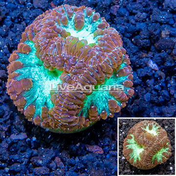 LiveAquaria® Cultured Blastomussa Coral