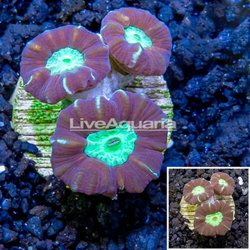 LiveAquaria® Cultured Candy Cane Coral