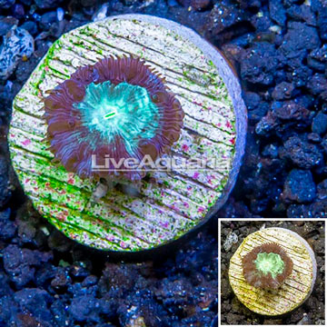 LiveAquaria® Cultured Blastomussa Coral