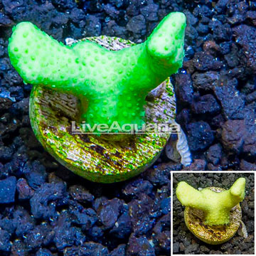 LiveAquaria® Cultured Porites Coral