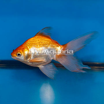 Gold Ryukin Goldfish