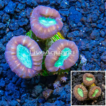 LiveAquaria® Cultured Candy Cane Coral